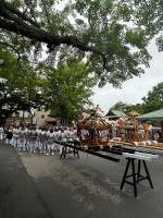大銀杏も見守る神輿宮出前