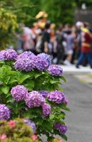 紫陽花と神輿