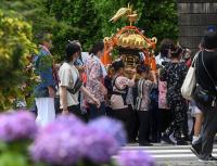 紫陽花のお見送り
